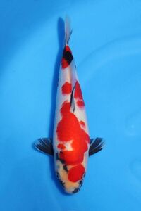 * colored carp departure .. ground from all country . oriented * spring. establish did festival!! No.22 [ Showa era *] 32. popular shop. name common carp . on this occasion certainly!