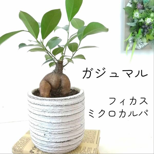 【母の日】ガジュマル　フィカスミクロカルパ　4号鉢　利休陶器鉢　30cm 観葉植物　インテリアグリーン　幸せを呼ぶ木　ガーデニング