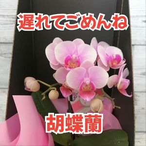 【プレゼントに♪】ギフトボックス付きマイクロ胡蝶蘭　ピンク　花鉢　鉢花　鉢植え　生花　ミディ　フラワーギフト　母の日　ガーデニング