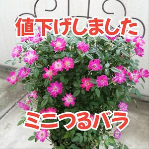 【値下げ済み】つるバラの鉢植え　ピンク　トレリス　アイアンフェンス　花鉢　鉢花　生花　ガーデニング　薔薇　ミニバラ　4号鉢　植物