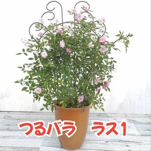 【10%OFF】ミニつるバラの鉢植え　トレリス仕立て　アイアンフェンス　母の日ギフト　生花　花鉢　鉢花　ガーデニング　薔薇　4号鉢