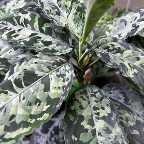 無限草 Aglaonema pictum from south sumatera model-Licht ダーク系 mugengusa 2株の画像1