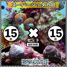 【各15匹 合計30匹】シッタカ貝×スーパーシッタカ貝　コケ取り貝セット　海水魚　生体_画像1