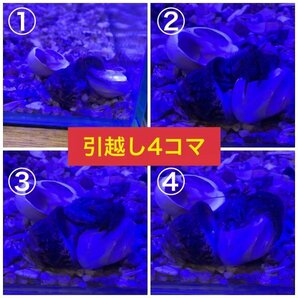 【20個＋α】ヤドカリsp 兵庫産 シッタカ コケ取り貝の画像2