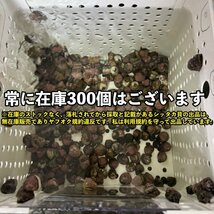 【各50匹 合計100匹】シッタカ貝×スーパーシッタカ貝　コケ取り貝セット　海水魚　生体_画像6