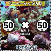 【各50匹 合計100匹】シッタカ貝×スーパーシッタカ貝　コケ取り貝セット　海水魚　生体_画像1