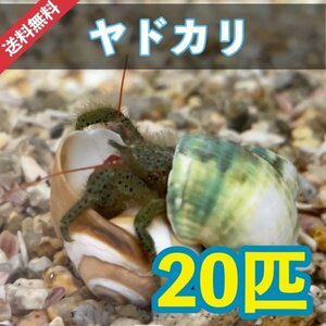 【20個＋α】ヤドカリsp　兵庫県産　シッタカ　コケ取り貝