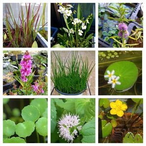 ●水生植物●お好みで　追加1種類110円〜330円　ビオトープ