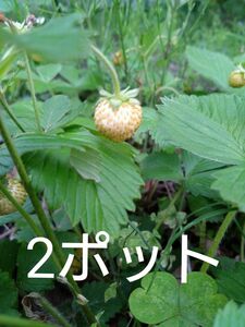 ワイルドストロベリー　白花　白実　2ポット分