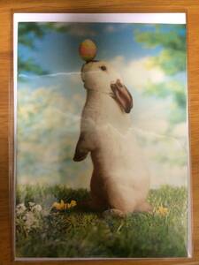 ウサギのイースターグリーティングカード★送料120円（定形外郵便/補償無）　海外　動物　かわいい　ほのぼの　うさぎ　