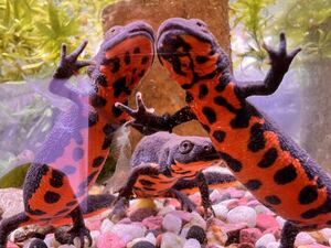 ★ Cynops orientalis ★ Fire-bellied Newt★幼生1匹★