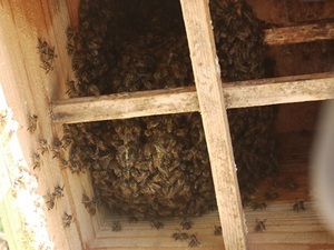 日本蜜蜂　蜂群③　福岡県手渡し