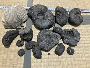 北海道　異常巻きアンモナイト　アンモナイト　ホタテ　種子　化石