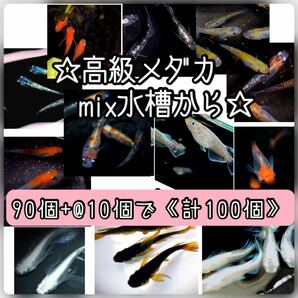 【ご購入翌日までに京都から発送】高級メダカmix水槽からの卵★90個+@で100個★混泳水槽からになります★メダカの卵★の画像1