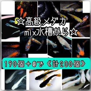 【ご購入翌日までに京都から発送】高級メダカmix水槽からの卵★190個+@で200個★混泳水槽からになります★メダカの卵★