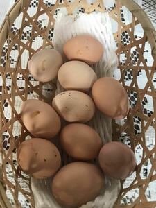 ニワトリの卵　　食用　 有精卵 １０個 　ニワトリ 　 鶏 家畜 平飼い （食用