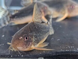 金魚家【ゴッセイ】【4.5cm～5.0cm】【3匹】【鹿児島県陸送発送】【死着保証無】【商品説明要確認】