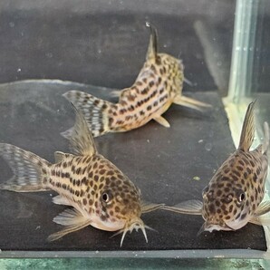 金魚家【ラージスポットアラグアイエンシス】【4.5cm】【3匹】【鹿児島県陸送発送】【死着保証無】【商品説明要確認】の画像2