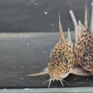 金魚家【ラージスポットアラグアイエンシス】【4.5cm】【3匹】【鹿児島県陸送発送】【死着保証無】【商品説明要確認】の画像7