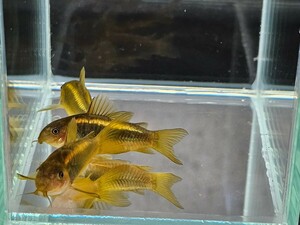  goldfish house [ ilumine -tas Gold ][4.0cm~4.3cm][3 pcs ][ Kagoshima prefecture land transportation shipping ][. put on guarantee less ][ commodity explanation necessary verification ]