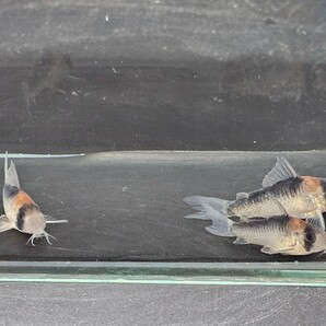 金魚家【アドルフォイ】【3.0cm～4.0cm】【3匹】【鹿児島県陸送発送】【死着保証無】【商品説明要確認】の画像7