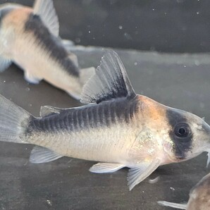 金魚家【アドルフォイ】【3.7cm～4.3cm】【3匹】【鹿児島県陸送発送】【死着保証無】【商品説明要確認】の画像3