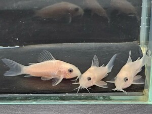 金魚家【ゴールデンパンダ】【3.5cm～4.0cm】【3匹】【鹿児島県陸送発送】【死着保証無】【商品説明要確認】