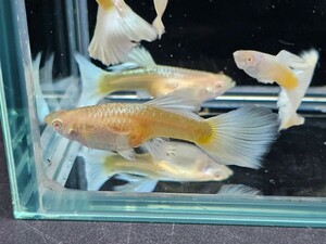 金魚家【RREA】【スーパーフルプラチナハイドサートグッピー】【雄6匹雌2匹】【産仔中】【鹿児島県陸送発送】【商品説明要確認】