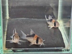 金魚家【アドルフォイ】【3.2cm～3.4cm】【3匹】【鹿児島県陸送発送】【商品説明要確認】