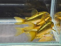 金魚家【イルミネータスゴールド】【4.0cm～4.5cm】【3匹】【鹿児島県陸送発送】【商品説明要確認】_画像7