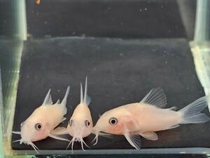 金魚家【ゴールデンパンダ】【3.5cm～3.8cm】【3匹】【鹿児島県陸送発送】【商品説明要確認】