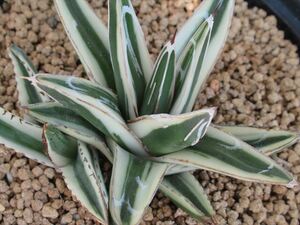 [ succulent plant * cactus * agave ] ice mountain 