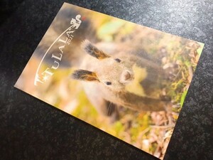 送料込み 即決 ツララ カタログ 2021 TULALA モンストロ DRT パンフレット/冊子
