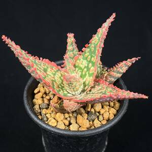 《PW》アロエ“Aloe hyb.[DW-1]”多肉植物