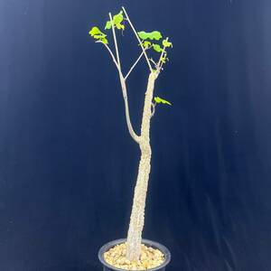 《PW》アデニア“オラボエンシス,Adenia olaboensis”塊根 コーデックス 多肉植物