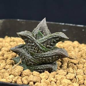 《PW》ハオルチオプシス(ハオルチア)“ニグラ,H.nigra var.nigra JDV93/10”多肉植物