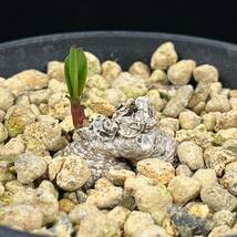 《PW》モナデニウム（ユーフォルビア）“ペドゥンクラツム,Monadenium pedunculatum”塊根 コーデックス 多肉植物_画像2