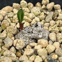 《PW》モナデニウム（ユーフォルビア）“ペドゥンクラツム,Monadenium pedunculatum”塊根 コーデックス 多肉植物_画像1