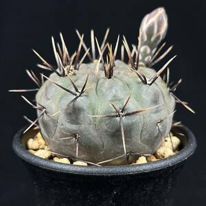 《PW》サボテン ギムノカリキウム“ストリグリアナム,G.striglianum GN88-54/122”実生 多肉植物