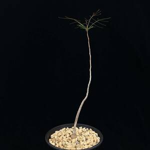 《PW》ブルセラ“パラドクサ,Bursera paradoxa”実生 塊根 コーデックス 多肉植物
