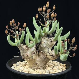 《PW》チレコドン“レティキュラータス「万物想」,Tylecodon reticulatus”塊根 コーデックス 多肉植物