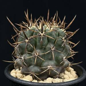 《PW》サボテン エリオシケ(ピロカクタス)“Eriosyce (Pyrrhocactus) sp.Termas de Socos”実生 多肉植物