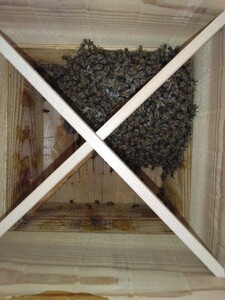 日本ミツバチ入りの巣箱 今年の分蜂群です。