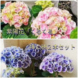 天頂芽♪激レア紫陽花「くるくる」挿し穂２本セット＋おまけ アジサイ カット苗