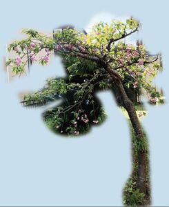 貴重　桜　サクラ　八重枝垂れ桜　引き取り限定　植木　庭木