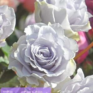 【開花終了／剪定済み】ブルーグラビティ　薔薇　正規品　２年苗　ラベルあり ロサオリエンティス