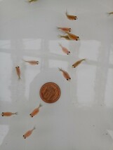 【媛ピンポン】ピンポンパール稚魚(選別済み)20匹セットNo.4_画像8