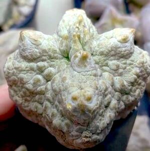 Pseudolithos cubiformis cv.dragon skin プセウドリトス クビフォルミス ドラゴンスキン 実生選抜輸入株 レア 超希少株 大型 超大疣タイプ