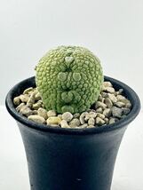 プセウドリトス ミグイルティヌス pseudolithos migiurtinus ソマリア産球形ガガイモ 抜き苗は送料込選別株 珍奇 スタペリア_画像1