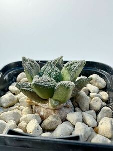 Ariocarpus fissuratus アリオカルプス フィスラータス 亀甲牡丹 メキシコ原産 抜き苗送料無料 検 ボタン 塊根 サボテン 実生